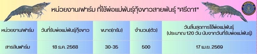 กุ้งขาว  ศรีดา 1