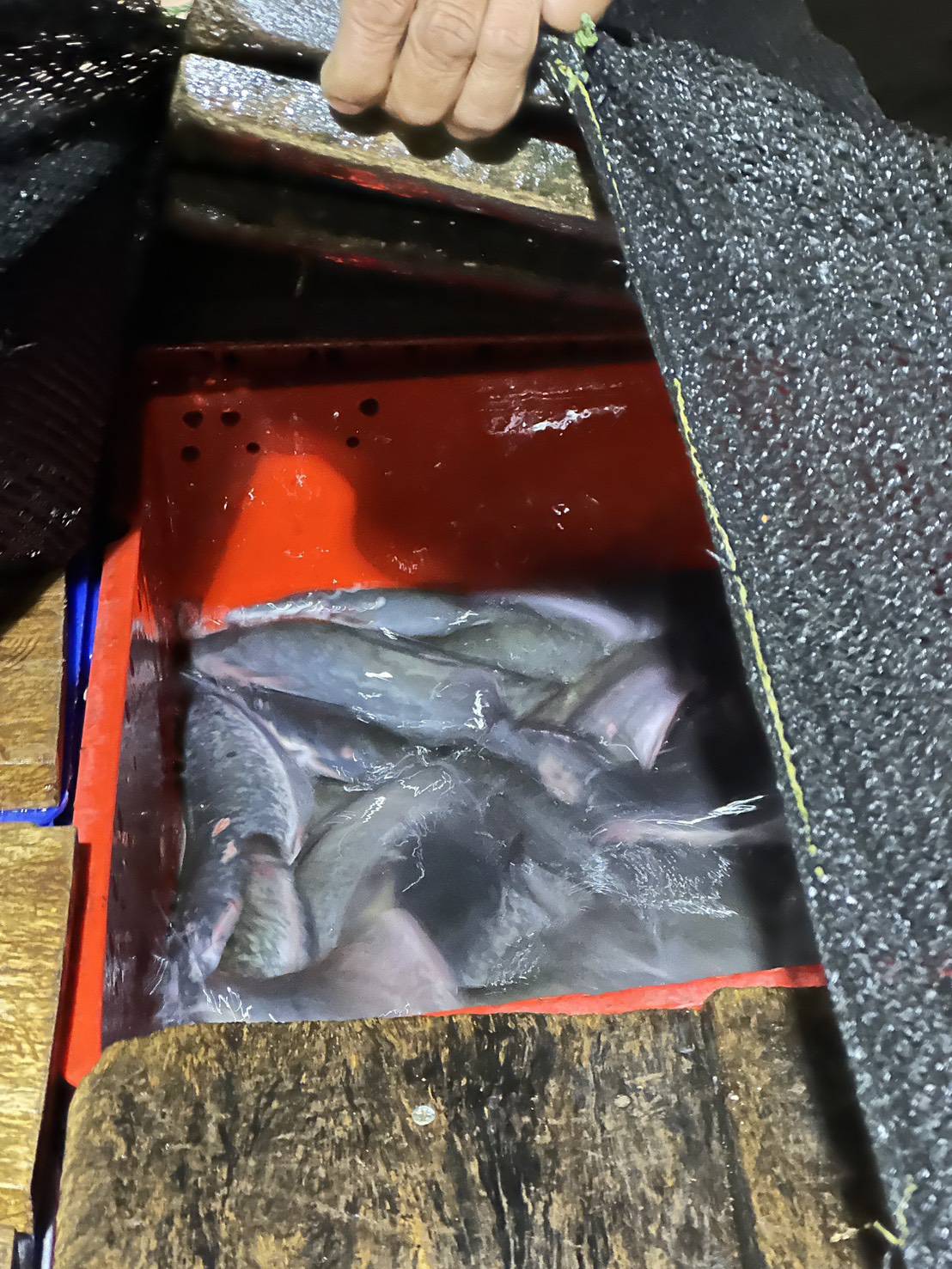 ข่าวกิจกรรม วันที่ 10 มีนาคม 2569 เจ้าหน้าที่ด่านตรวจประมงนครพนม ตรวจสอบสินค้าสัตว์น้ำส่งออกชนิด ปลาดุกแอฟริกา มีชีวิต ณ อาคารตรวจสอบสินค้าและเก็บของกลางด่านศุลกากรนครพนม จ.นครพนม ..คลิก