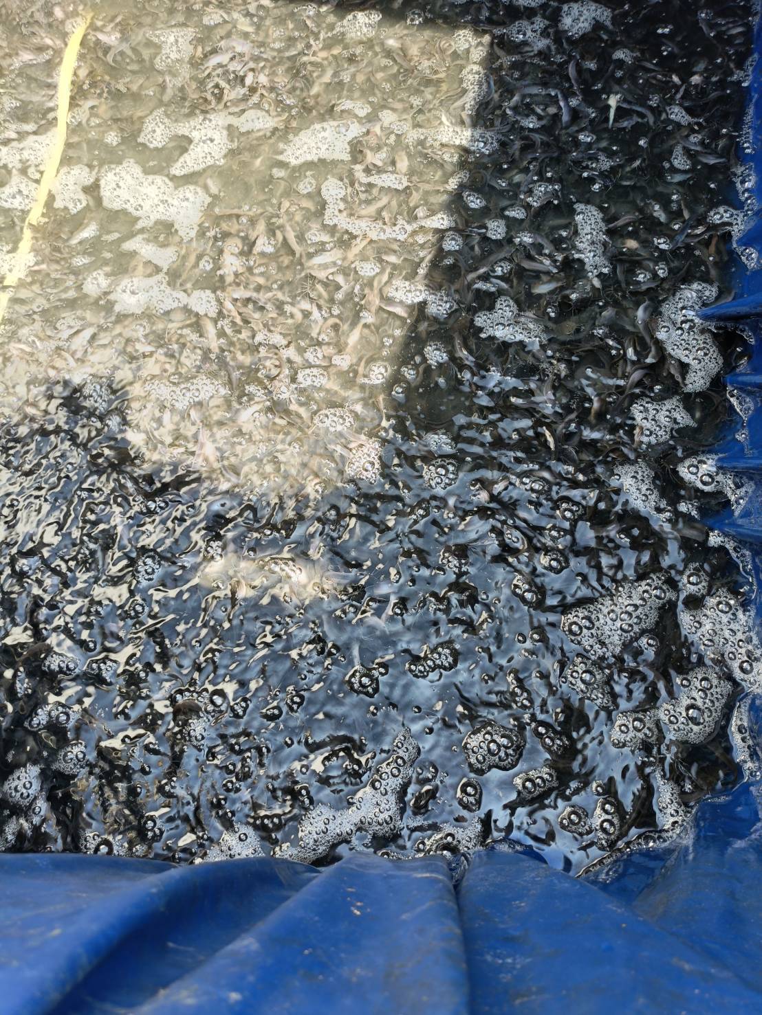 ข่าวกิจกรรม วันที่ 10 มีนาคม 2569 เจ้าหน้าที่สำนักงานตรวจประมงบึงกาฬ ตรวจสอบการส่งออกสินค้าประมง ณ อาคารตรวจสินค้า ด่านพรมแดนบึงกาฬ สะพานมิตรภาพไทย-ลาว แห่งที่ 5 (บึงกาฬ-บอลิคำไซ) จ.บึงกาฬ..คลิก