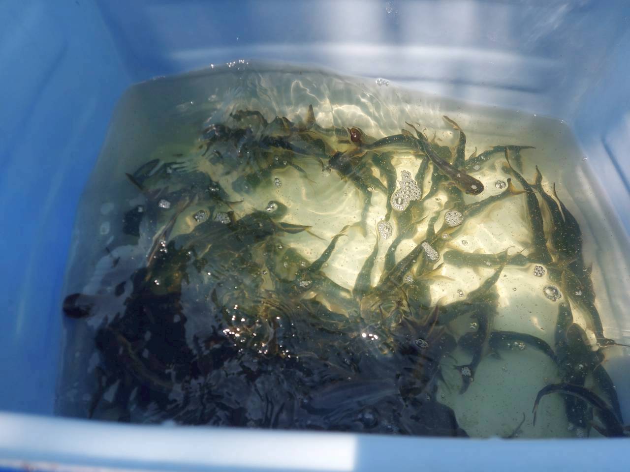 ศปจ.นครสวรรค์ ดำเนินการปล่อยพันธุ์สัตว์น้ำโครงการบริหารจัดการทรัพยากรประมง กิจกรรมบริหารจัดการทรัพยากรประมงน้ำจืด การเพิ่มผลผลิตสัตว์น้ำในแหล่งน้ำชุมชนเพื่อเพิ่มรายได้และลดค่าครองชีพของประชาชน ปีงบประมาณ 2569