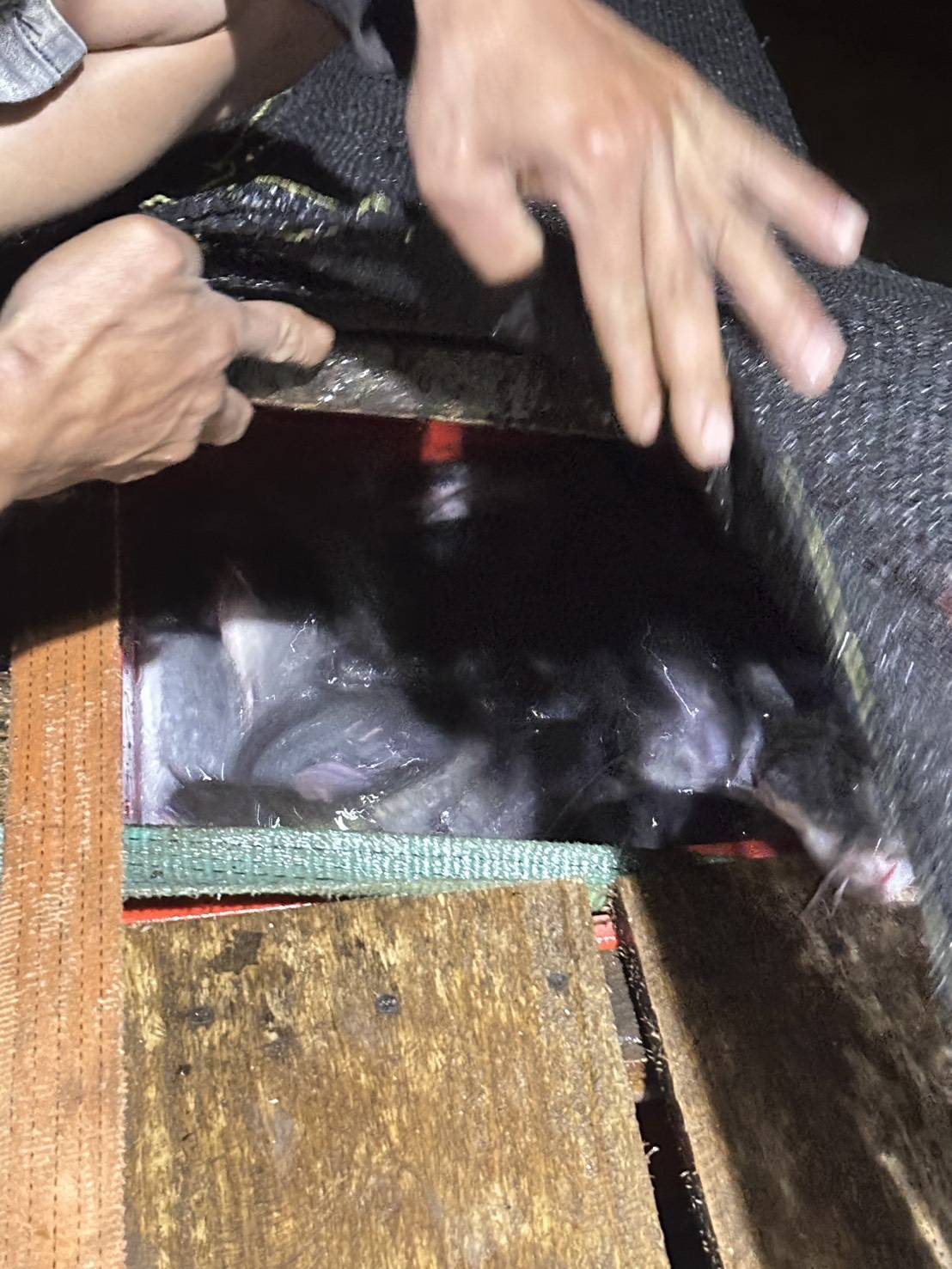 ข่าวกิจกรรม วันที่ 12 มีนาคม 2569 เจ้าหน้าที่ด่านตรวจประมงนครพนม ตรวจสอบสินค้าสัตว์น้ำส่งออกชนิด ปลาดุกแอฟริกา มีชีวิต ณ อาคารตรวจสอบสินค้าและเก็บของกลางด่านศุลกากรนครพนม จ.นครพนม