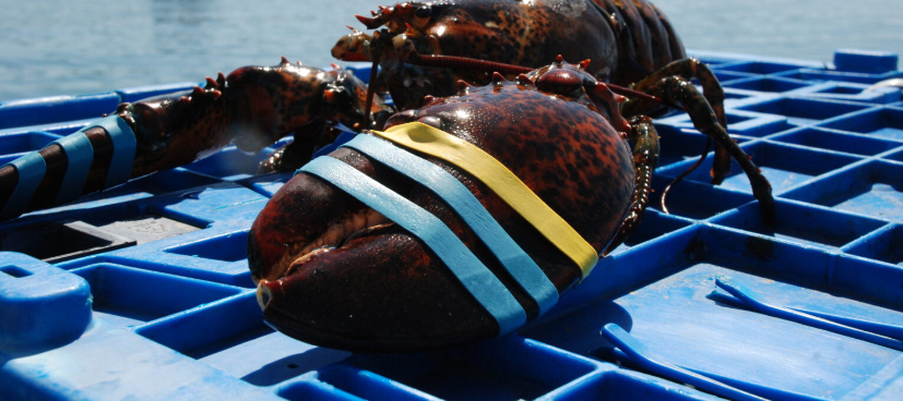 ปริมาณกุ้งล็อบสเตอร์ของรัฐเมน (Maine) สหรัฐอเมริกาปี 2568 ลดลง 10% มูลค่าลดลง 14%