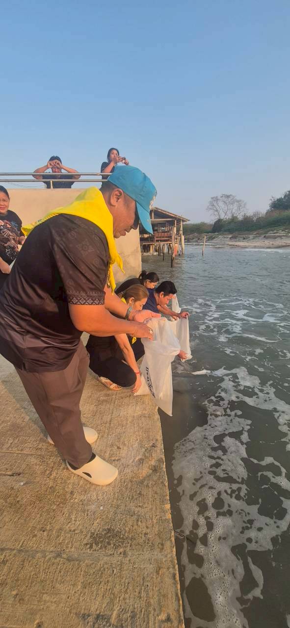 สนับสนุนลูกพันธุ์สัตว์น้ำ ตลอดจนร่วมปล่อยพันธุ์สัตว์น้ำ (กุ้งกุลาดำ)