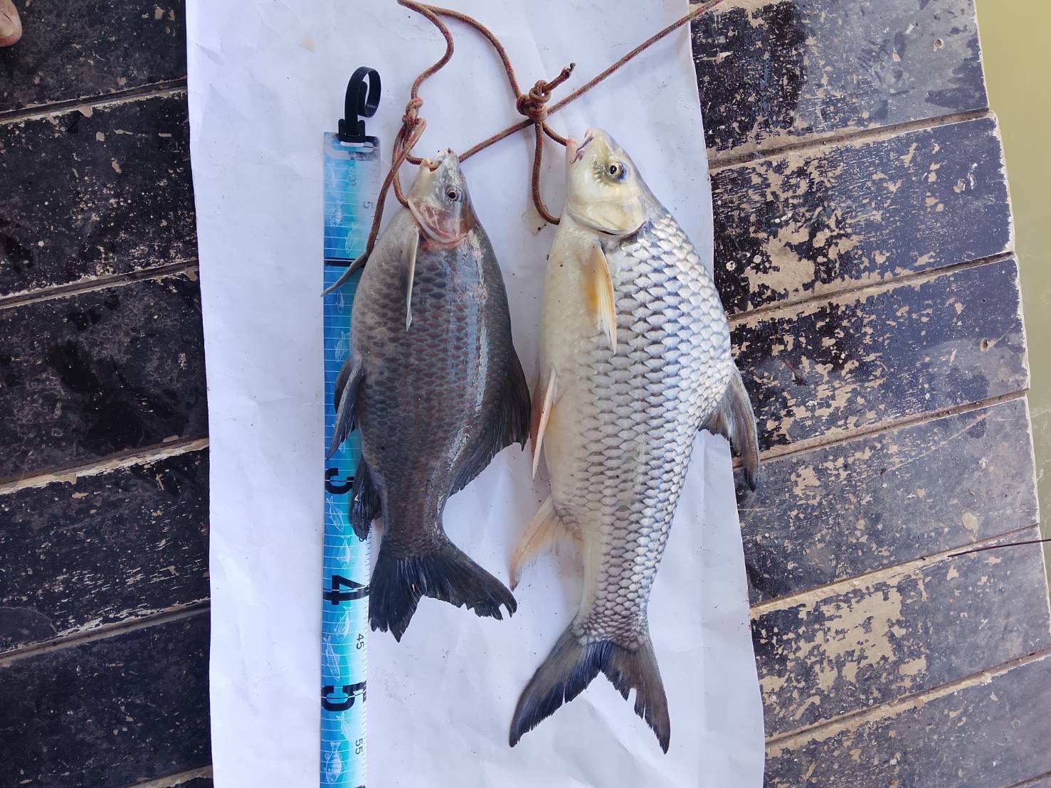 โครงการการศึกษาความชุกชุมและความหลากหลายของปลาในลุ่มแม่น้ำโขงในส่วนของประเทศไทย 