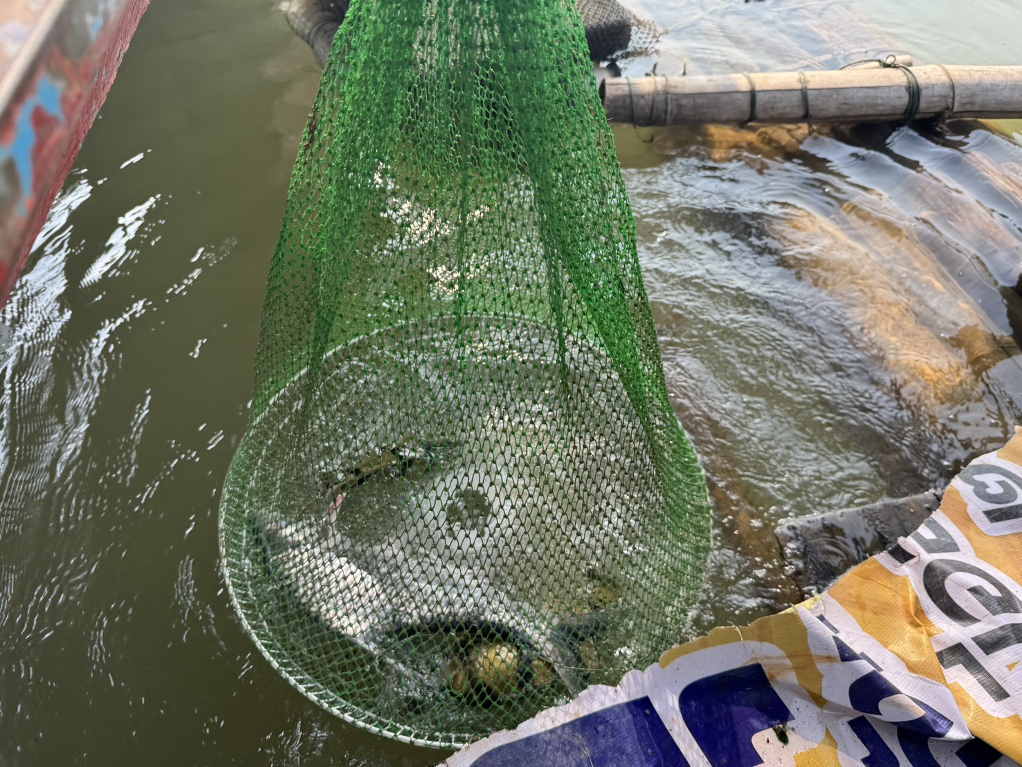 โครงการการศึกษาความชุกชุมและความหลากหลายของปลาในลุ่มแม่น้ำโขงในส่วนของประเทศไทย