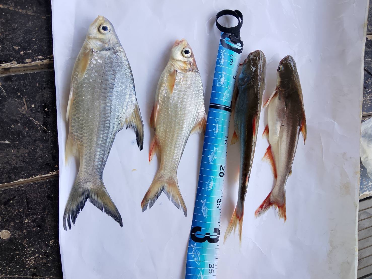 โครงการการศึกษาความชุกชุมและความหลากหลายของปลาในลุ่มแม่น้ำโขงในส่วนของประเทศไทย 