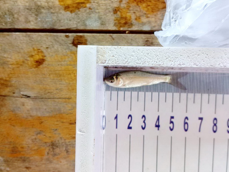 ร่วมปล่อยพันธุ์ปลา ลงสู่อ่างเก็บน้ำควนเล้าเป็ด อ.ตะโหมด จ.พัทลุง