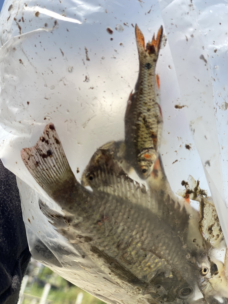 สำรวจการระบาดของปลาหมอคางดำ ในพื้นที่จังหวัดพัทลุง และจังหวัดสงขลา..คลิก