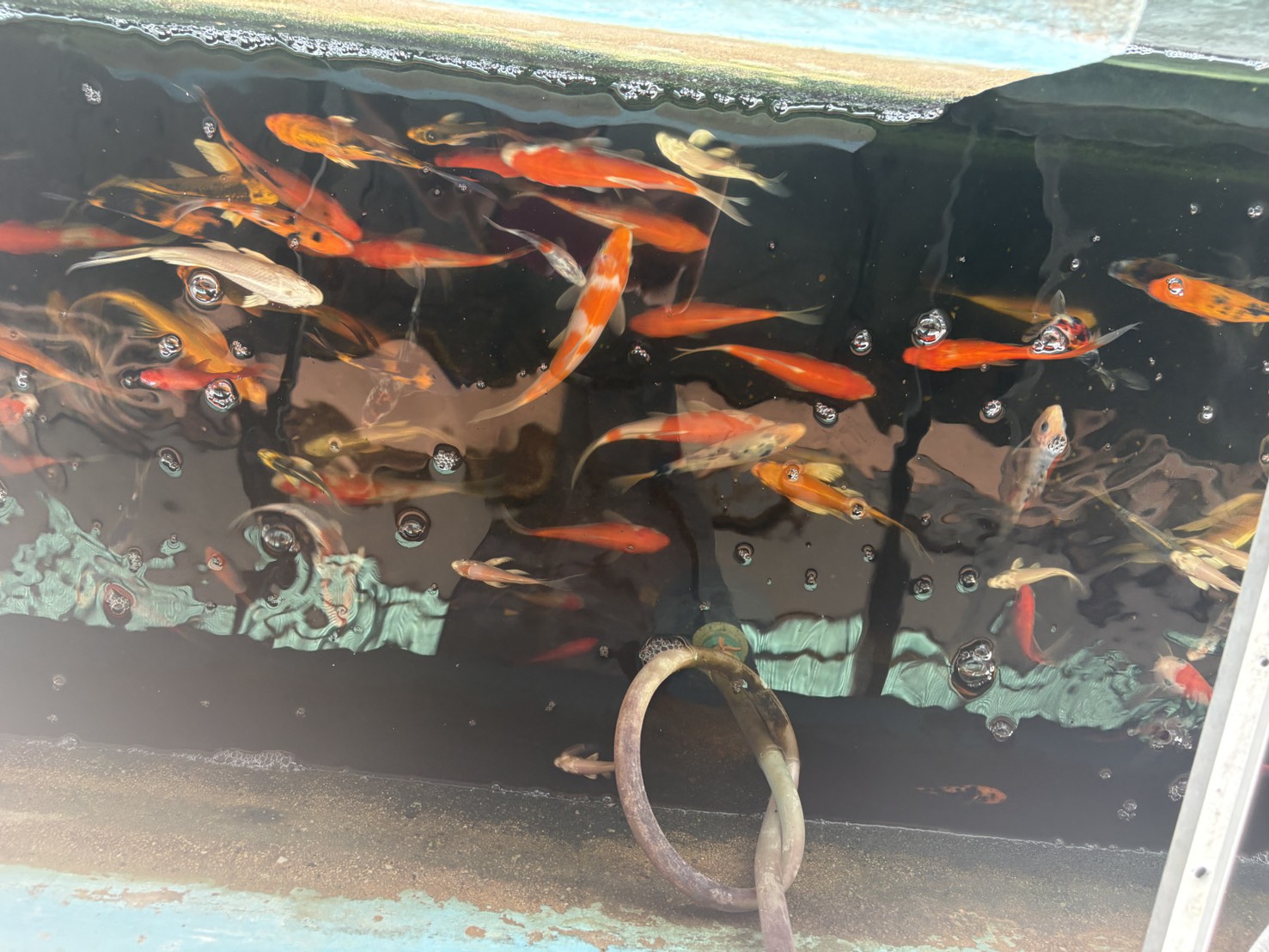 ลงพื้นที่ตรวจเยี่ยม ประชาสัมพันธ์ ร้านจำหน่ายปลาสวยงาม