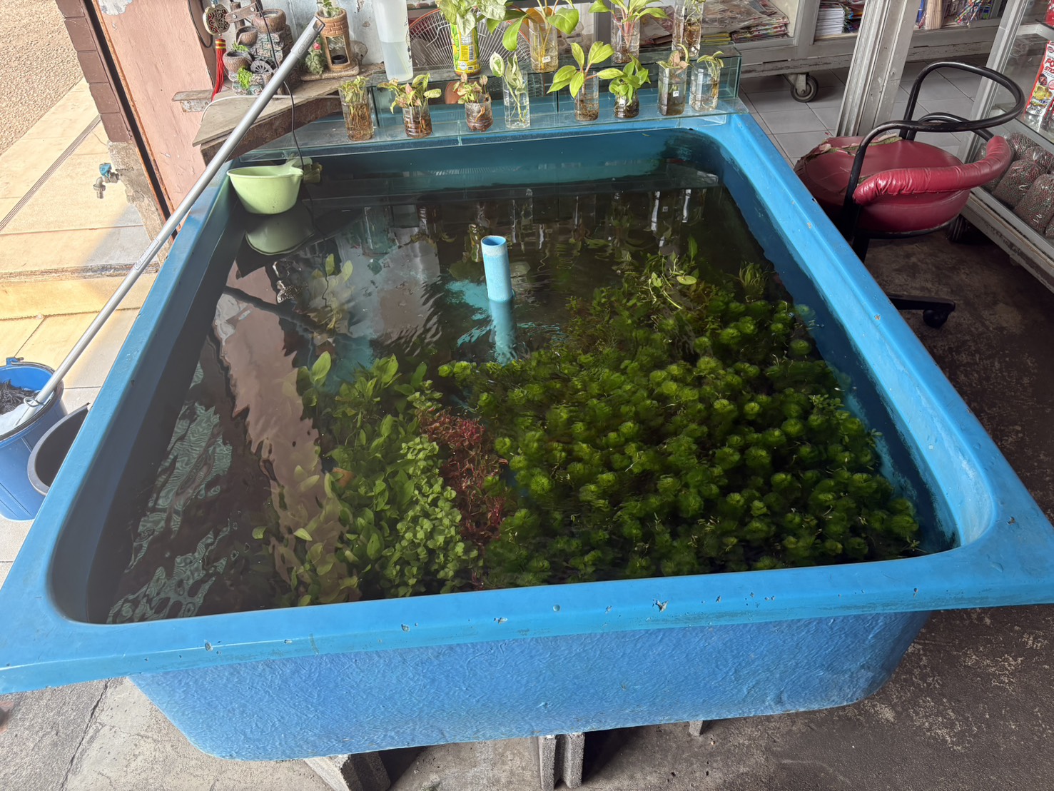 ลงพื้นที่ตรวจเยี่ยม ประชาสัมพันธ์ ร้านจำหน่ายปลาสวยงาม