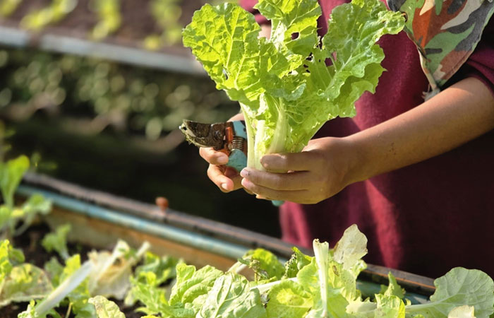 ความร่วมมือในการขยายผล และต่อยอดงานพัฒนาฯ ระหว่างศูนย์ฯ คุ้งกระเบน งานวิชาการเกษตร และผู้ประกอบการธุรกิจโรงแรม (มัลดีฟส์ บีช รีสอร์ท)