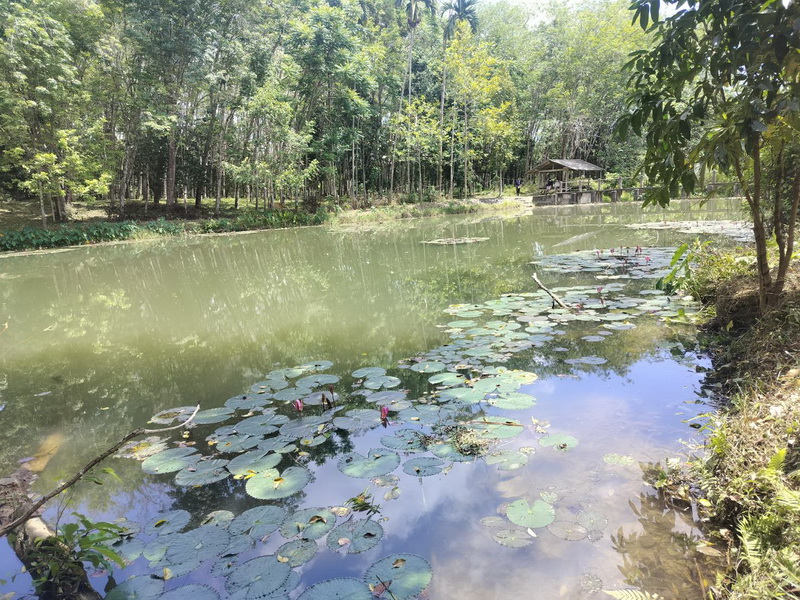 สนับสนุนพันธุ์ปลากินพืช เพื่อปล่อยลงสู่อ่างเก็บน้ำต้นไอ้เดื่อ อ.กงหรา จ.พัทลุง