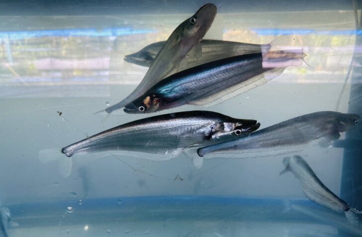 กรมประมงชูผลสำเร็จการเพาะพันธุ์ “ปลาน้ำเงิน” ด้วยเทคนิคใหม่ ที่ช่วยลดการสูญเสียพ่อแม่พันธุ์ ส่งเสริมการพัฒนาสู่สัตว์น้ำเศรษฐกิจมูลค่าสูง ควบคู่การฟื้นฟูทรัพยากรในระบบนิเวศอย่างยั่งยืน