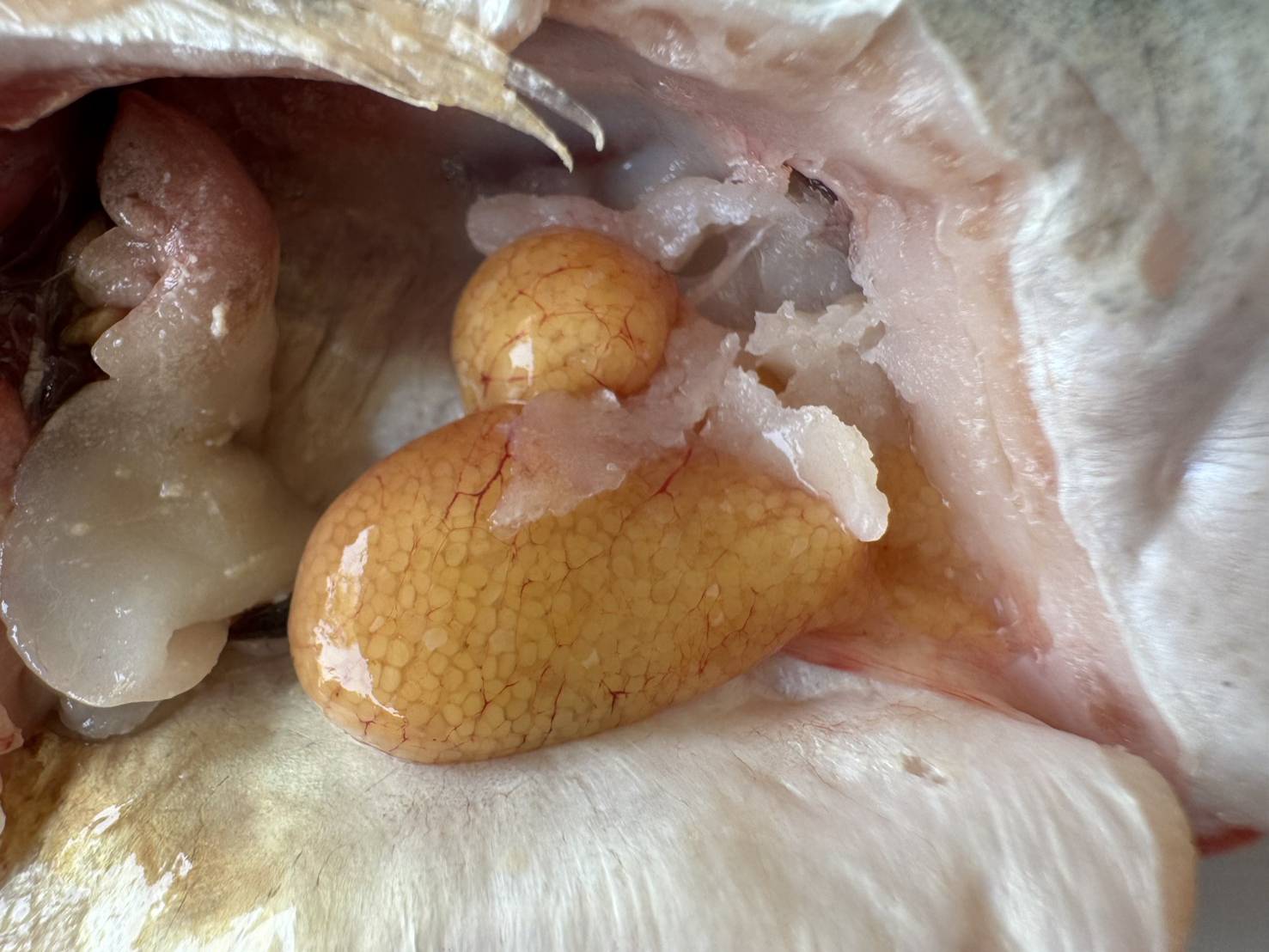 โครงการบริหารจัดการทรัพยากรประมง (น้ำแดง)