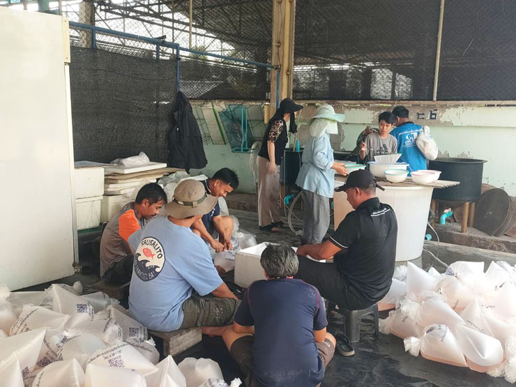 ศพช.ฉะเชิงเทรา สนับสนุนลูกพันธุ์กุ้งแชบ๊วย จำนวน ๕๐๐,๐๐๐ ตัว ให้กับศูนย์ป้องกันและปราบปรามประมงทะเลสมุทรปราการ เพื่อปล่อย ณ ปากอ่าวคลองด่าน บริเวณชุมชนประมงท้องถิ่นบ้านสีล้ง หมู่ที่ ๑๒ ตำบลคลองด่าน อำเภอบางบ่อ จังหวัดสมุทรปราการ..คลิก