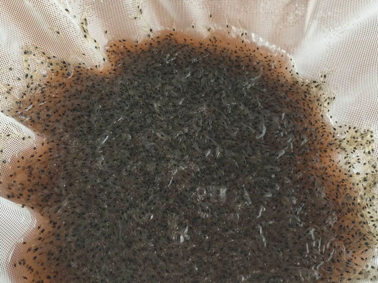 ศพช.ฉะเชิงเทรา สนับสนุนลูกพันธุ์กุ้งแชบ๊วย จำนวน ๕๐๐,๐๐๐ ตัว ให้กับศูนย์ป้องกันและปราบปรามประมงทะเลสมุทรปราการ เพื่อปล่อย ณ ปากอ่าวคลองด่าน บริเวณชุมชนประมงท้องถิ่นบ้านสีล้ง หมู่ที่ ๑๒ ตำบลคลองด่าน อำเภอบางบ่อ จังหวัดสมุทรปราการ