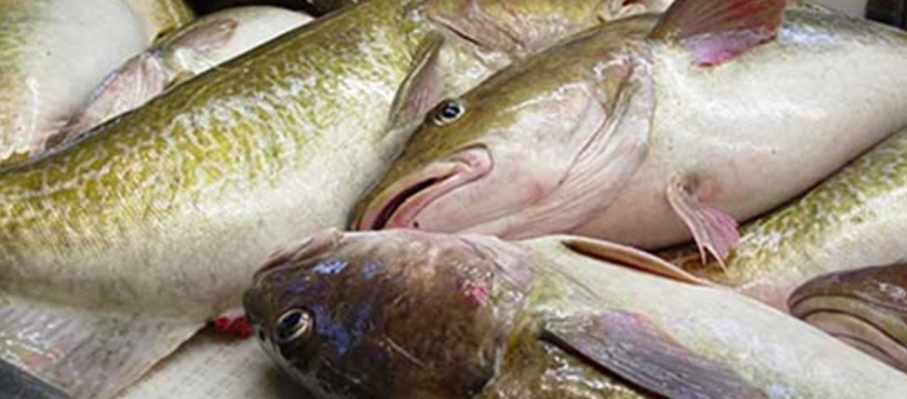 ราคาปลาคอดแปซิฟิก H&G ที่จับโดยเบ็ดราวในตลาดสหรัฐอเมริกเพิ่มขึ้น ส่วนต่างของราคาในตลาดต่างประเทศเริ่มชัดขึ้น