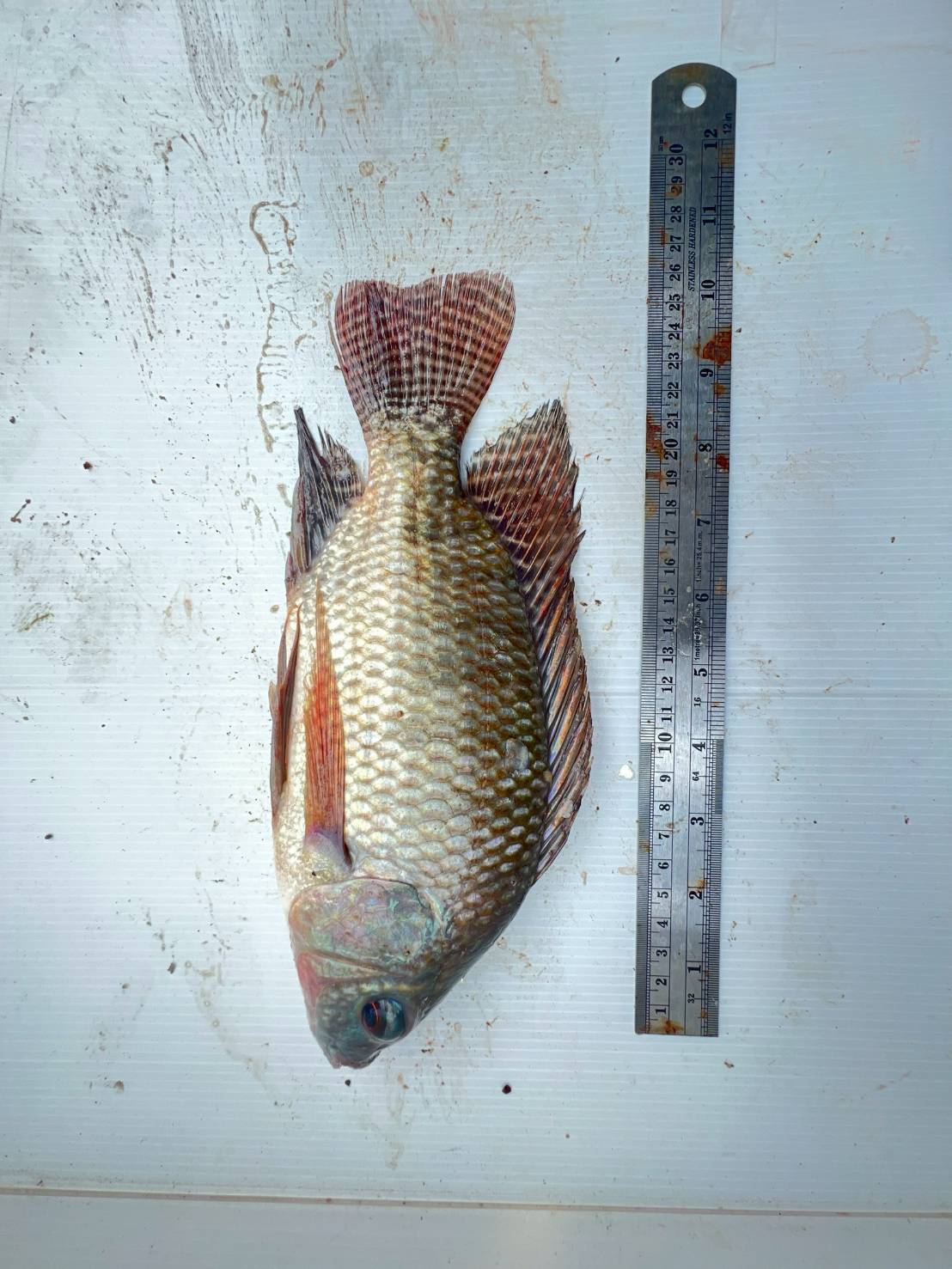  ดำเนินการติดตามผลการจับสัตว์น้ำ ตามโครงการบริหารจัดการทรัพยากรประมง กิจกรรม การเพิ่มผลผลิตสัตว์น้ำในแหล่งน้ำชุมชน เพื่อเพิ่มรายได้และลดค่าครองชีพของประชาชน แหล่งน้ำภายใต้โครงการดำเนินงานในปีงบประมาณ พ.ศ. 2568 