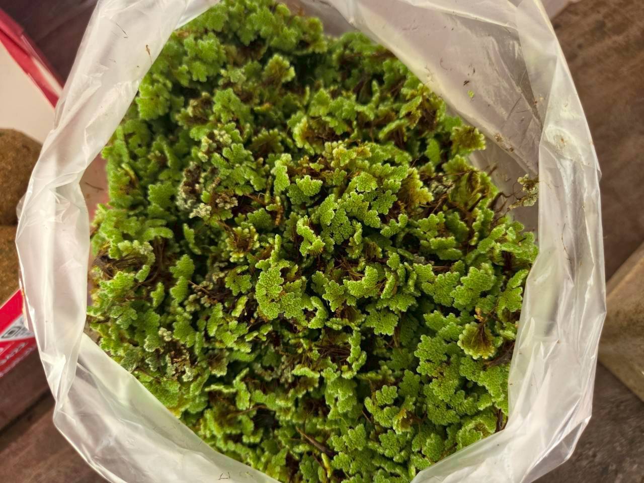 ประมงอุบล  จัดอบรมเกษตรกรภายใต้โครงการพัฒนาอาชีพการเพาะเลี้ยงปลาตะเพียนขาวในบ่อดิน กิจกรรมฝึกอบรมการเพาะเลี้ยงปลาตะเพียนขาวในบ่อดิน งบกลุ่มจังหวัดภาคตะวันออกเฉียงเหนือตอนล่าง 2 ภายใต้แผนปฏิบัติราชการประจำปี พ.ศ. 2569 ของกลุ่มจังหวัด..คลิก