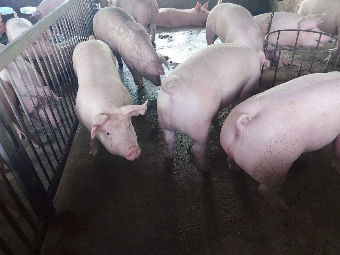 ประมงอำเภอชุมแสง ร่วมกับสำนักงานพัฒนาชุมชนอำเภอชุมแสง ตรวจติดตามการดำเนินของกลุ่มพัฒนาอาชีพกองทุนพัฒนาบทบาทสตรี จำนวน 3 กลุ่ม