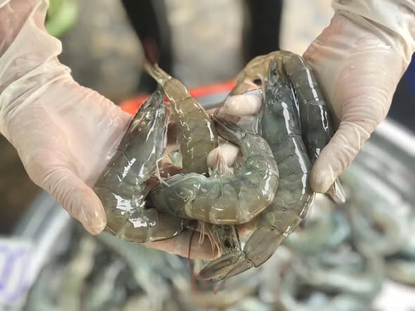 กรมประมงออกประกาศฉบับใหม่ ขยายเวลาทดสอบระบบ APD อีก 1 ปี อำนวยความสะดวกเกษตรกรผู้เลี้ยงกุ้งทะเล