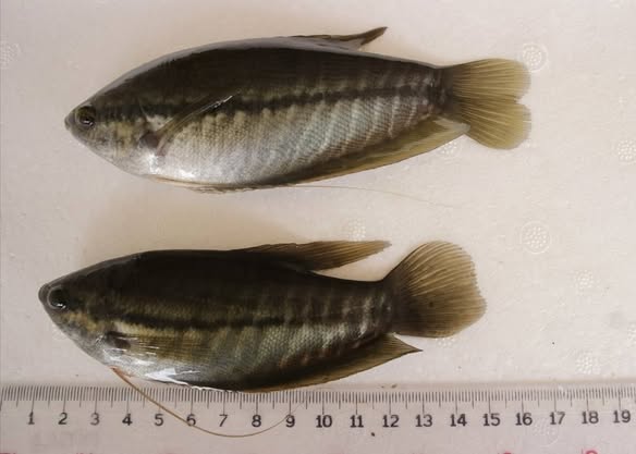 กรมประมง...ชูศักยภาพพัฒนาสัตว์น้ำพั..อ่านต่อ