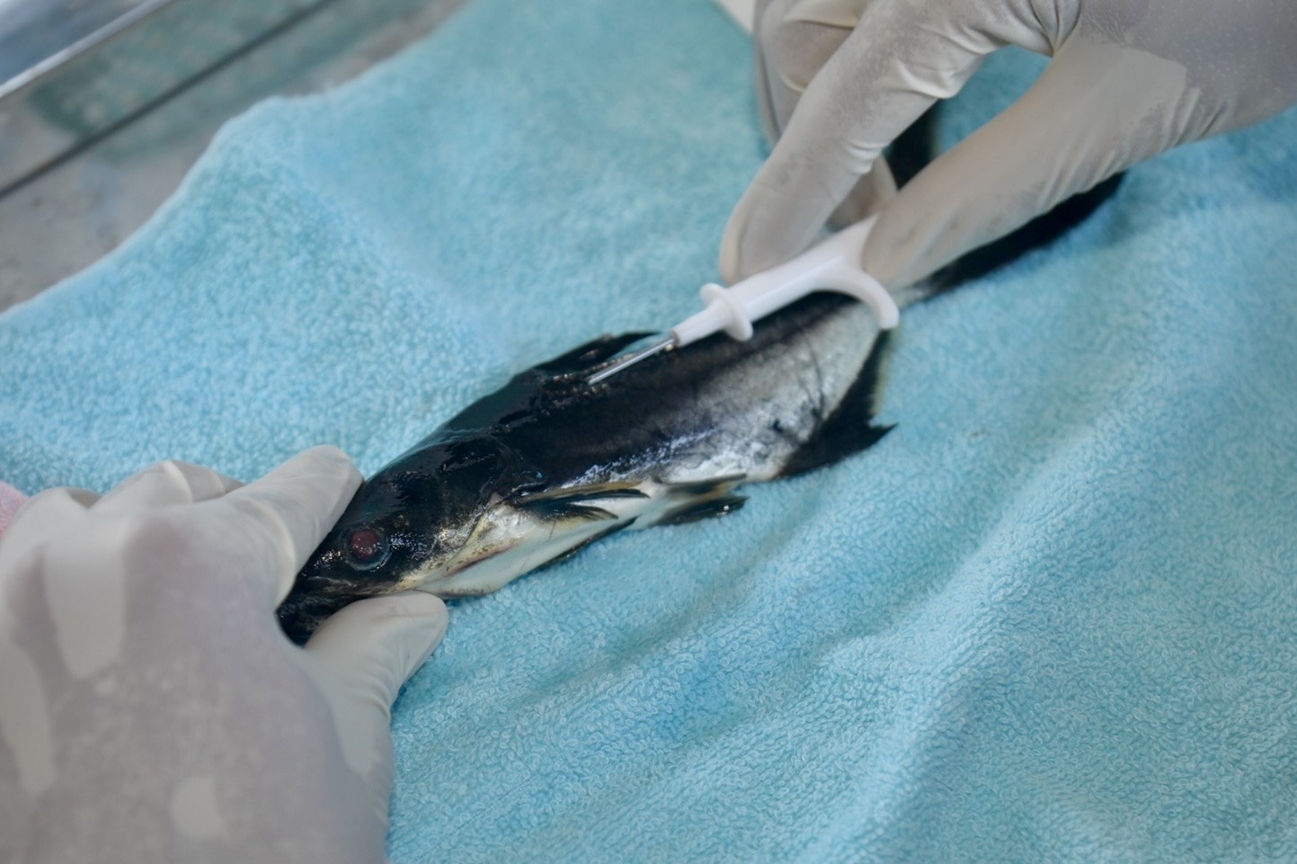 รองอธิบดีกรมประมง เปิดโครงการฝังไมโครชิพและปล่อยพันธุ์ปลาบึกเพื่อการบริหารจัดการทรัพยากรปลาบึกในอ่างเก็บน้ำเขื่อนแก่งกระจาน ประจำปี 2569 “ปล่อยพันธุ์ปลาบึก (เรารักแก่งกระจาน) ครั้งที่ 4”