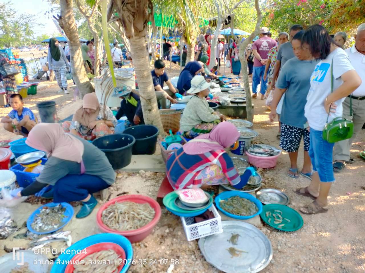 สภาวะสัตว์น้ำรอบทะเลสาบสงขลา เดือนมีนาคม 2569