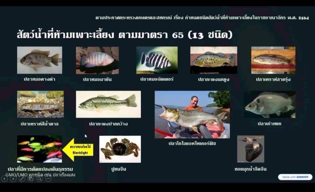 สัตว์น้ำที่ห้ามเพาะเลี้ยง ตามมาตรา 65