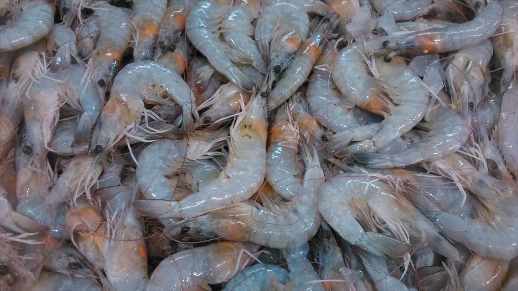 ราคากุ้งเอกวาดอร์ตกต่ำอีกครั้งเนื่องจากสินค้าล้นตลาด