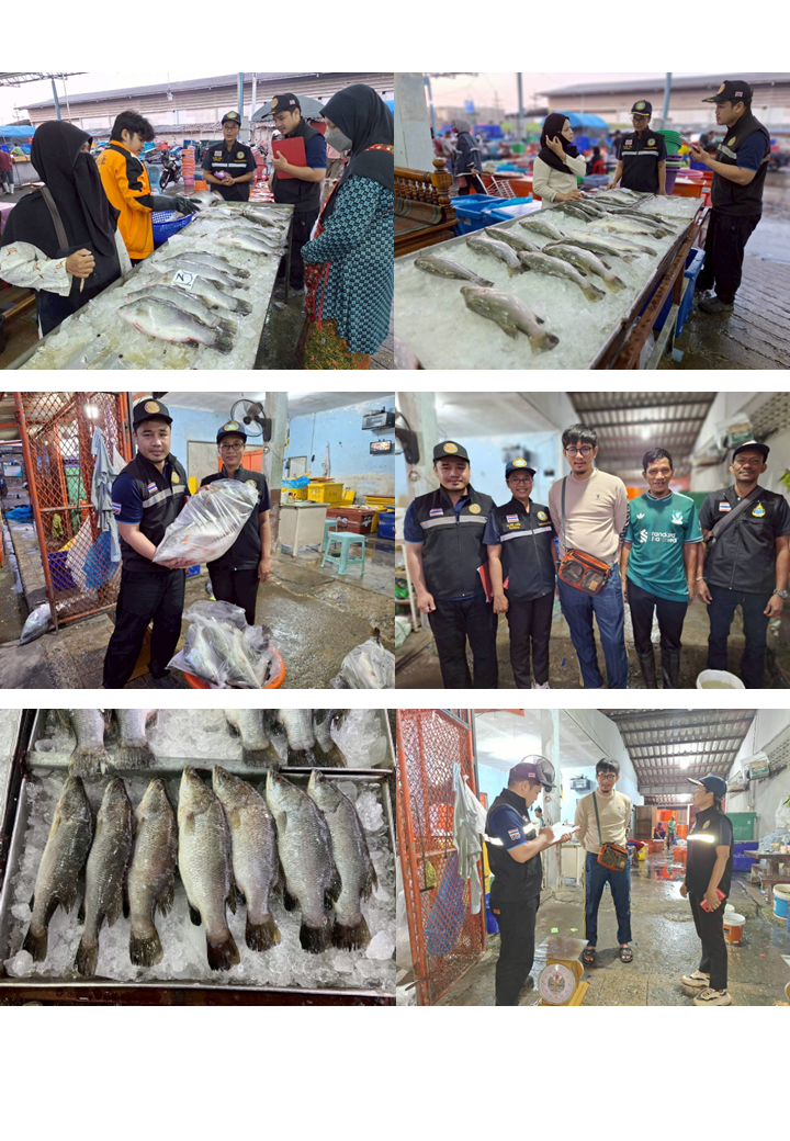 เมื่อวันที่ 22 เมมษายน 2569 เวลา 05.00 น. นางเสาวนีย์ สาลีโท หัวหน้าด่านตรวจประมงปัตตานี พร้อมด้วยเจ้าหน้าที่ด่านตรวจประมงปัตตานี ได้ดำเนินการลงพื้นที่ตรวจติดตาม ศึกษา และพัฒนาระบบตลาดปลากะพง  ณ ตลาดซื้อขายสัตว์น้ำ อำเภอเมืองปัตตานี..คลิก