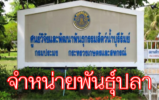 ศูนย์วิจัยและพัฒนาพันธุกรรมสัตว์น้ำบุรีรัมย์..คลิก
