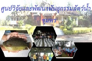 ศูนย์วิจัยและพัฒนาพันธุกรรมสัตว์น้ำชุมพร..คลิก