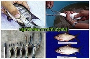 กลุ่มวิจัยและพัฒนาการปรับปรุงพันธุ์..คลิก
