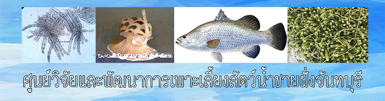 ศูนย์วิจัยและพัฒนาการเพาะเลี้ยงสัตว์น้ำชายฝั่ง จันทบุรี..คลิก