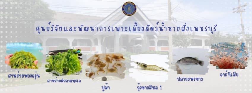 ศูนย์วิจัยและพัฒนาการเพาะเลี้ยงสัตว์น้ำชายฝั่งเพชรบุรี..คลิก