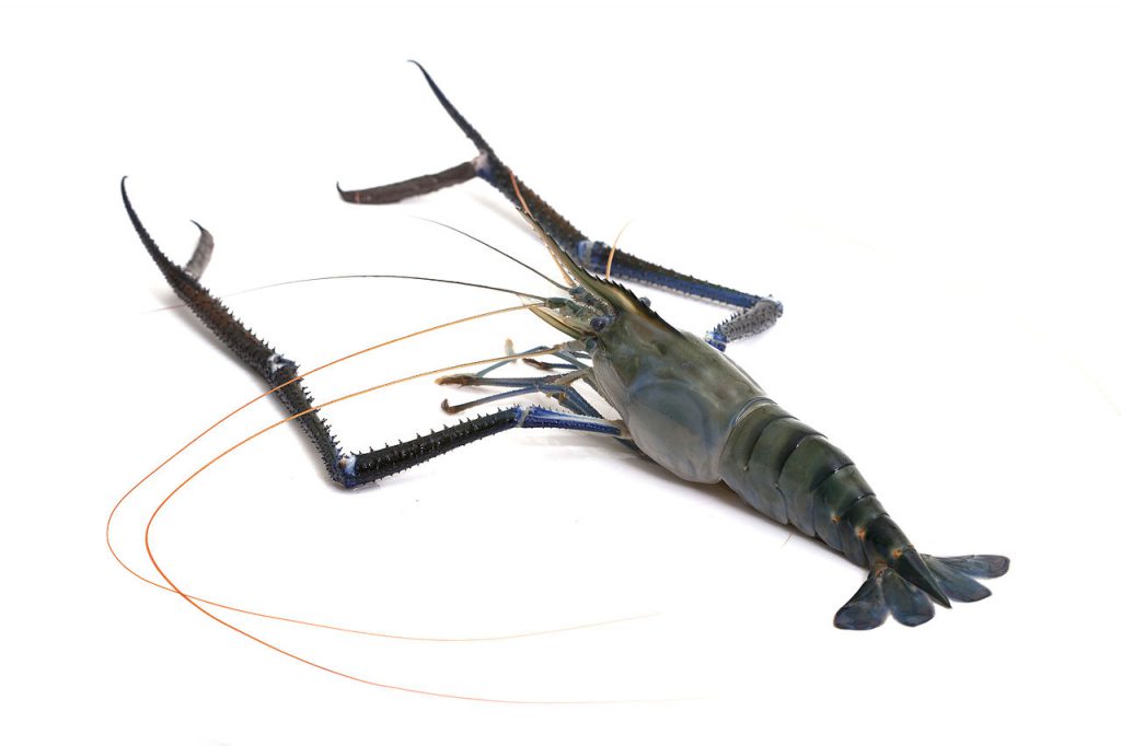 กุ้งก้ามกราม